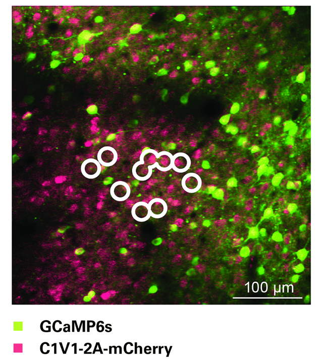 Optical stimulation of circled cells with Neuralight 3D. A 3D hologram of points was created and then scanned in a spiral over neuronal cell bodies