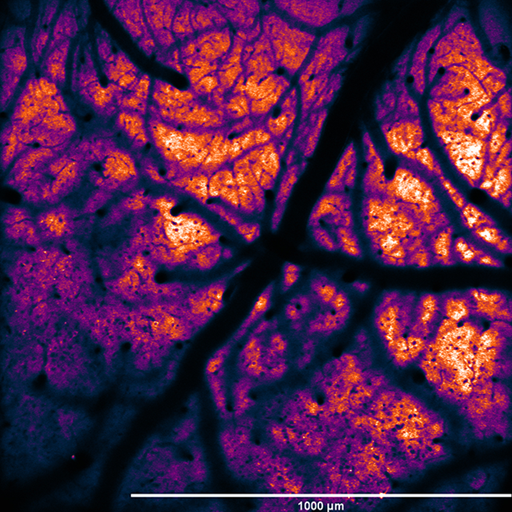 1.345 mm x 1.345 mm FOV, resonant scanned image of GCaMP-expressing cells in a mouse brain.