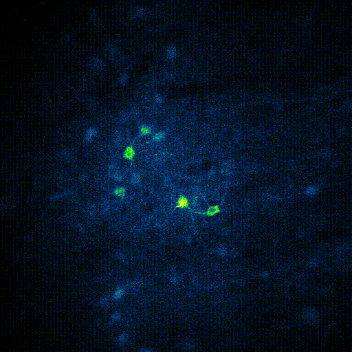 Holographic photostimulation of neurons expressing GCaMP6 and ChRmine in OFC through a 4.2 mm grin lens