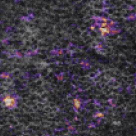OptoVolt 8x mode (550 Hz) showing two-photon imaging of Hippocampal CA1 neurons expressing the voltage indicator FORCE1s, playing at 0.1x speed. Delta F/F in color with anatomical overlay in gray.