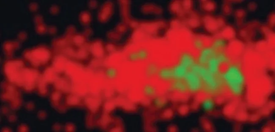 Vesicular stomatitis viral particle. Red – VSV-G protein tagged with Alexa Fluor 647.