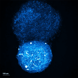 The Inverter Module supports organoid research.