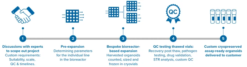 3D Ready™ Organoid Expansion Service for Assay-Ready Organoids