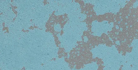 CellXpress.ai ® Automated Cell Culture System for AI-Driven Cell Culture