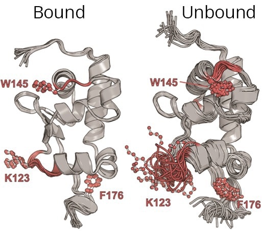 New Insights Into LARP6-RNA Binding Could Lead to Fibrosis Therapies