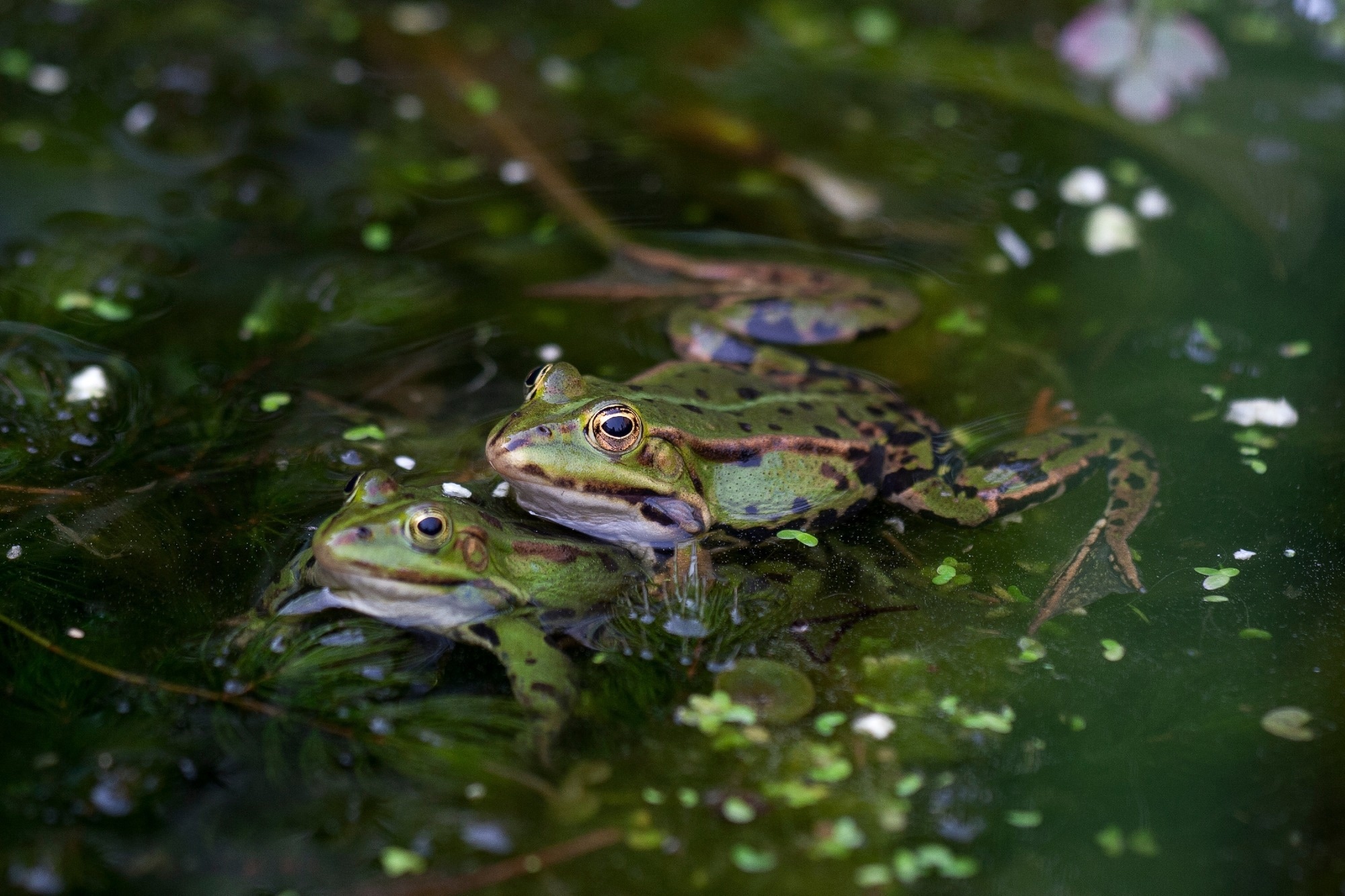 Two frogs in a pond