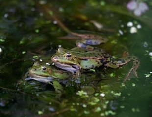 Even Giant Hornet Stings Fail to Stop These Frogs From Attacking