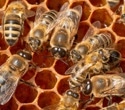 Genetic Factor "Fru" Influences Bees' Cooperative Food-Seeking Behavior