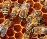 Genetic Factor "Fru" Influences Bees' Cooperative Food-Seeking Behavior