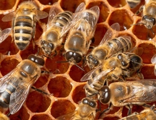Genetic Factor "Fru" Influences Bees' Cooperative Food-Seeking Behavior