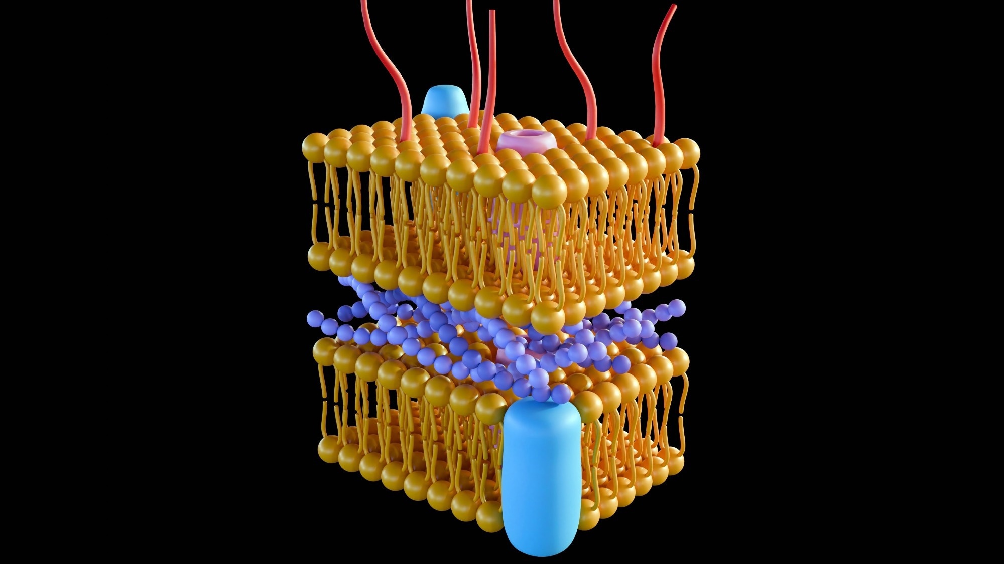 3d rendering of Gram-negative bacteria, have a thin peptidoglycan cell wall, which is surrounded by an outer membrane containing lipopolysaccharide