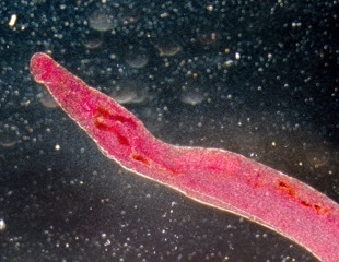 Loss of Vitamin C Synthesis Protects Animals From Schistosomiasis