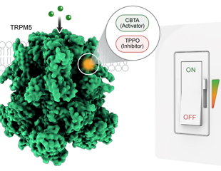 Identifying Molecules That Activate and Inhibit Key Protein Function