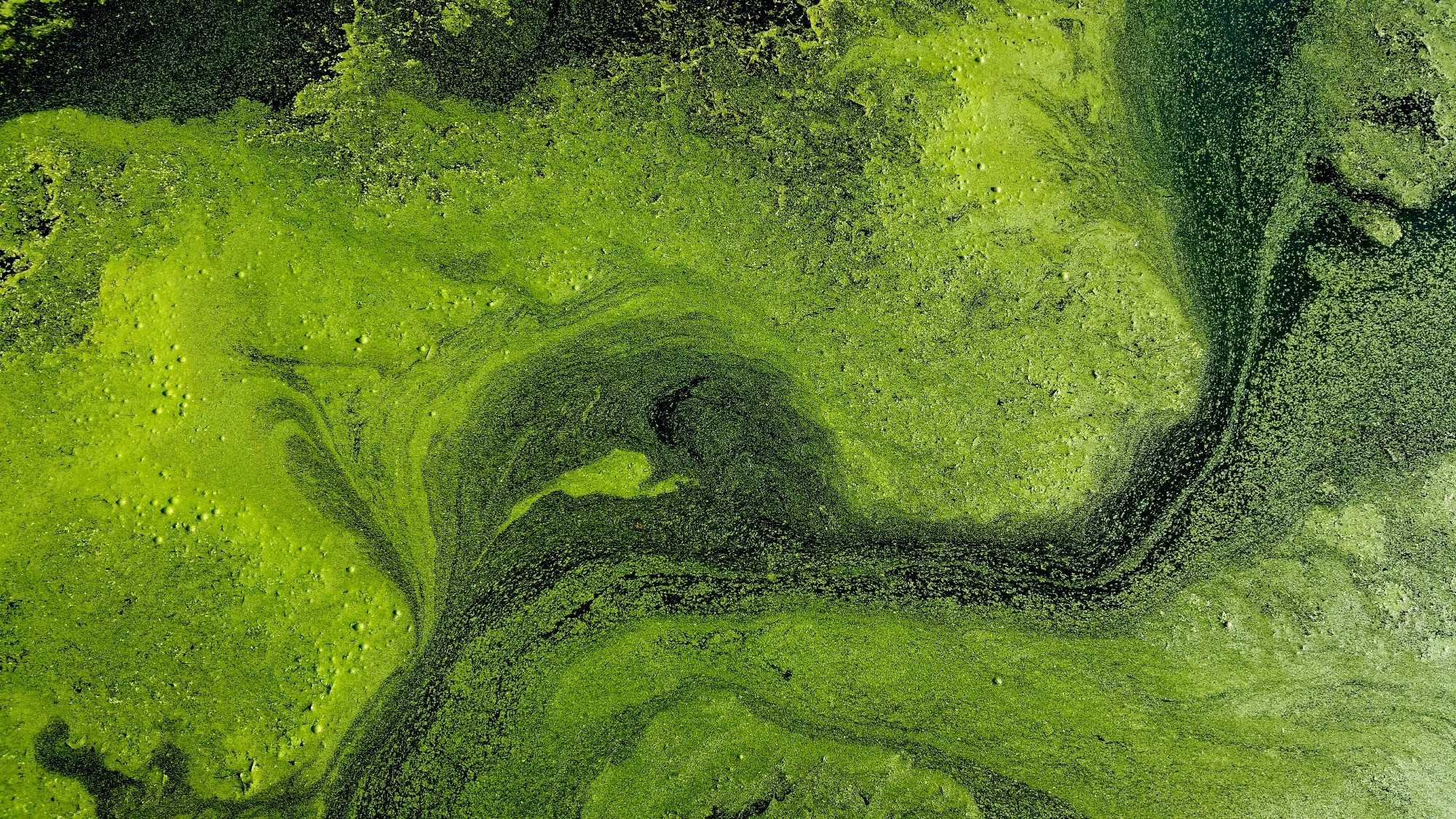 Swirl of green algae floating on water