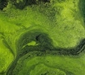 Global floating algae are rapidly expanding across Earth’s oceans