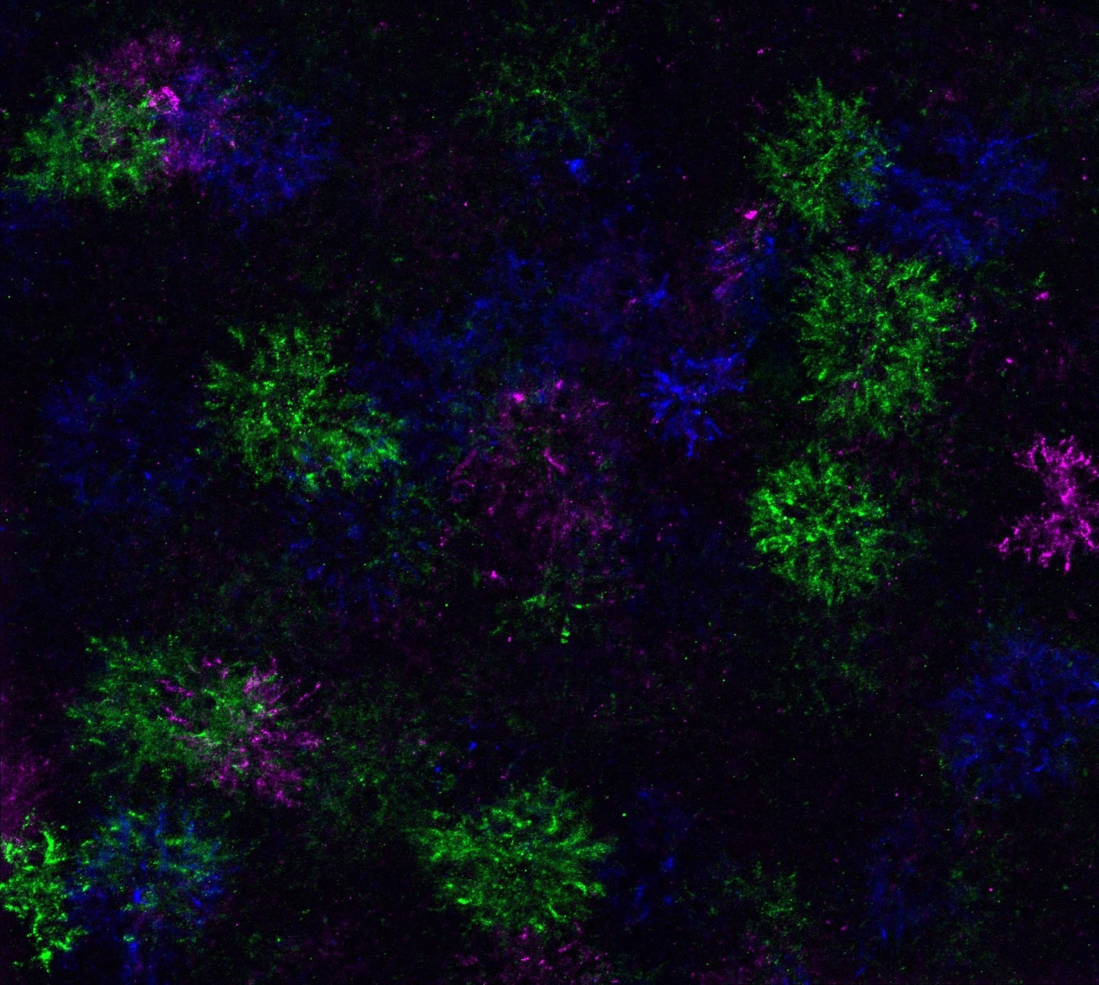 Revealing Continuous, Brain-Wide Differentiation of Myelin Precursor Cells in Adult Mice