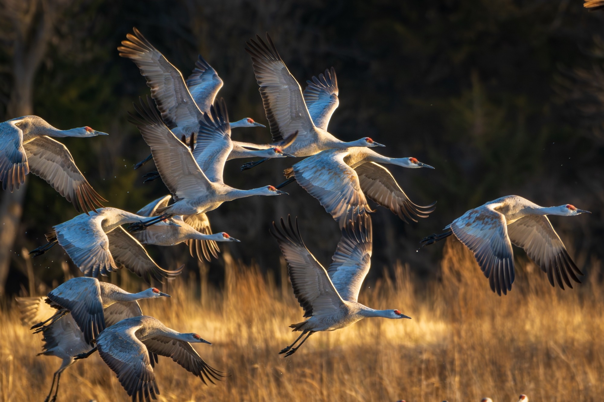 Sandhill Cranes on the Platte River in Nebraska during March migration.