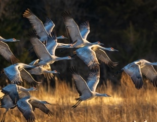 Climate Change Shifts Animal Timing But Fails To Predict Population Survival