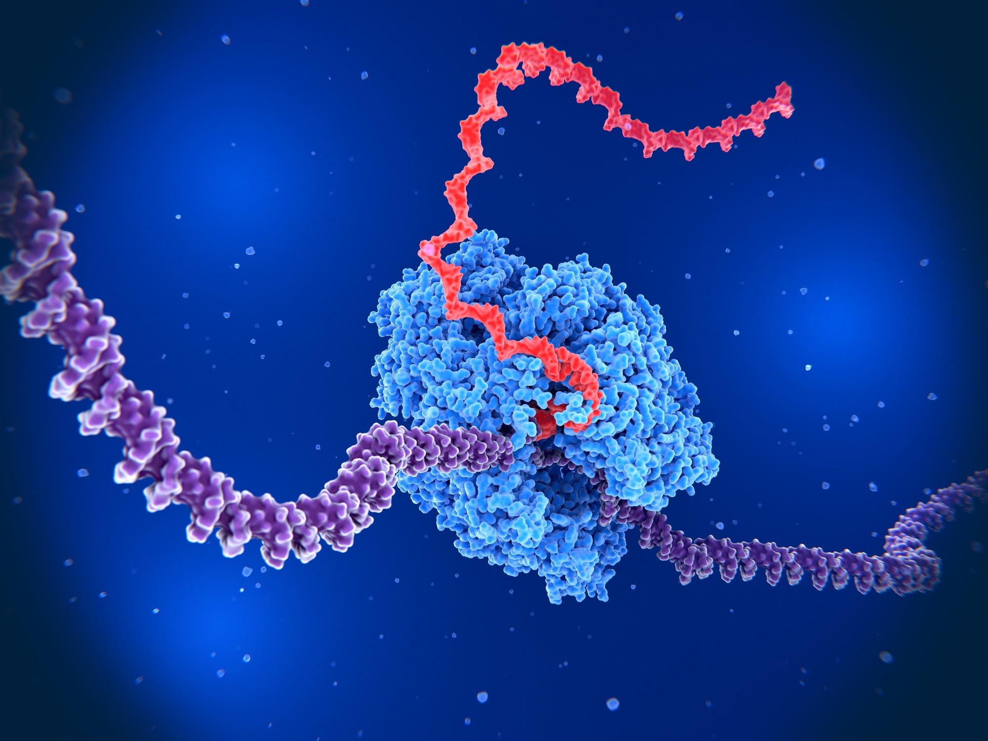 RNA Polymerase II transcribing DNA into RNA.  It unwinds DNA strands (violet) and builds RNA (red). 3d rendering