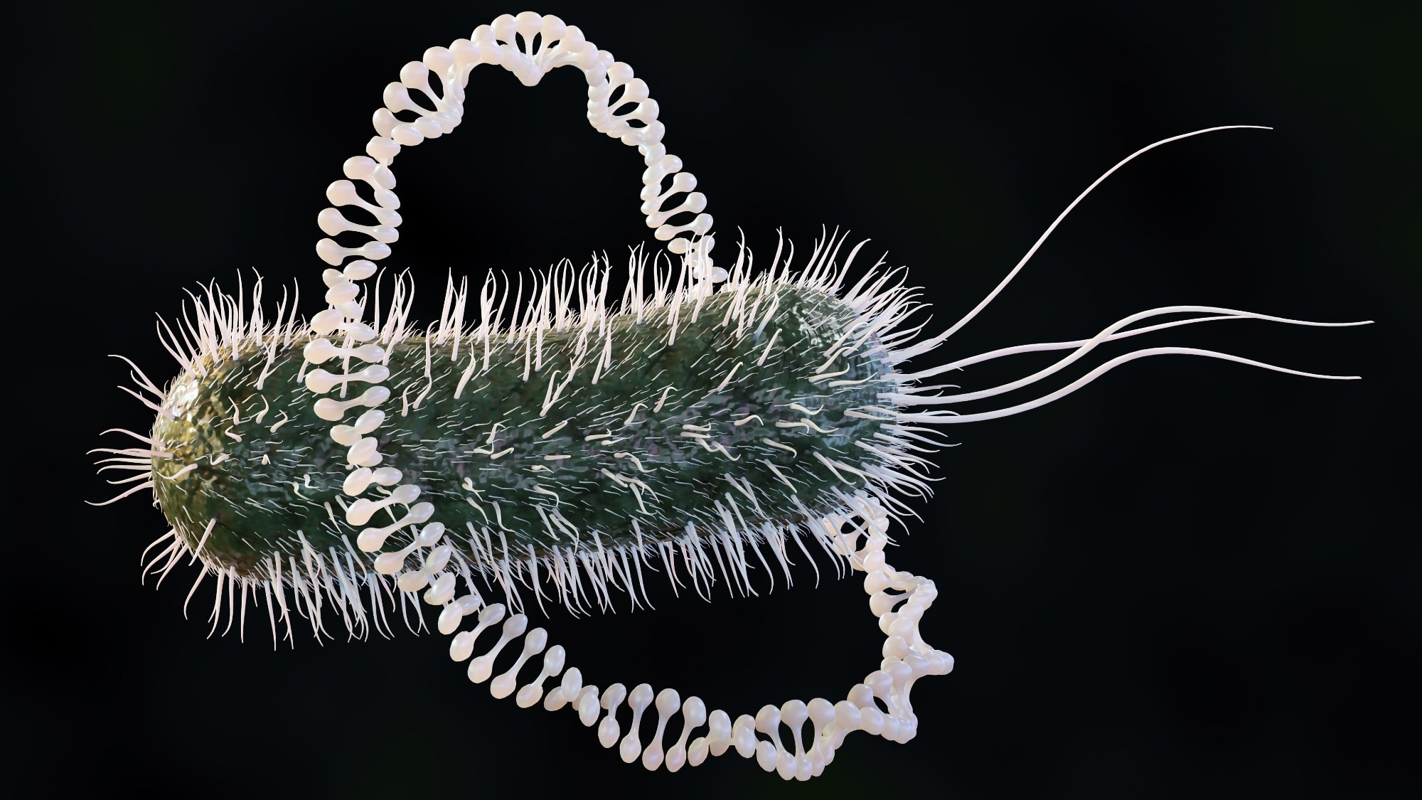 Plasmid circular DNA and Escherichia coli bacteria 3d rendering