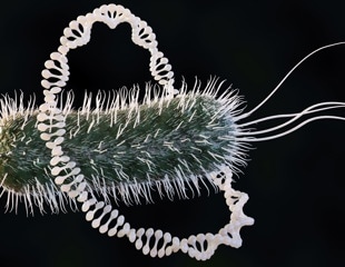 Why The Gut Helps Hypervirulent Bacteria Acquire Antibiotic Resistance