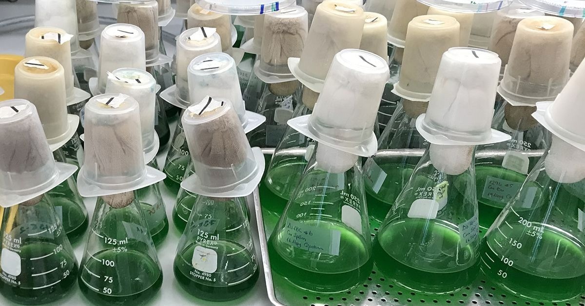 New Insights into the Genetic Mechanics of Bacterial Circadian Clocks