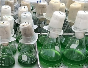 The Genetic Mechanics of Bacterial Circadian Clocks