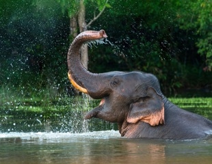 Decoding the Sensory Power of Elephant Whiskers