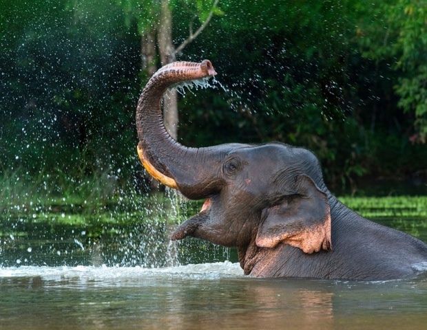 Decoding the Sensory Power of Elephant Whiskers