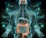 Human 3D Model Shows How the Gut Drives Neurodegeneration