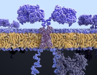 Engineered CD4 CAR T Cells Reduce Amyloid Plaques in Alzheimer’s