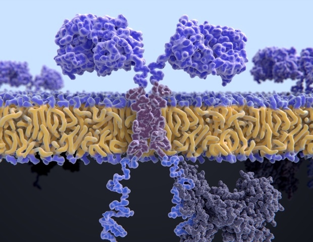 Engineered CD4 CAR T Cells Reduce Amyloid Plaques in Alzheimer’s
