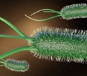 Engineered E. coli Produces Key Plant Compound at Record Levels