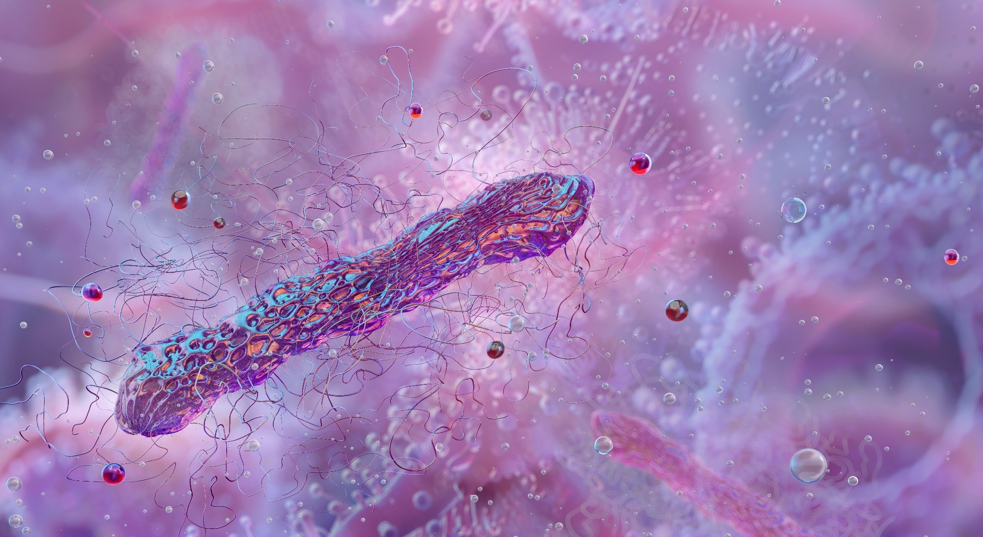 Clostridium bacteria, microscopic view. Clostridia are a genus of Gram-positive, spore-forming bacteria.