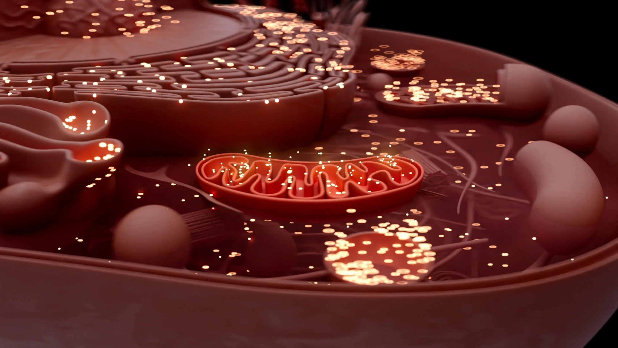 Conceptual illustration of the cell and the mitochondria