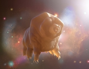 Mars Soil May Harm Living Organisms