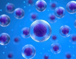 Where Digital Holographic Microscopy Complements Fluorescence Microscopy