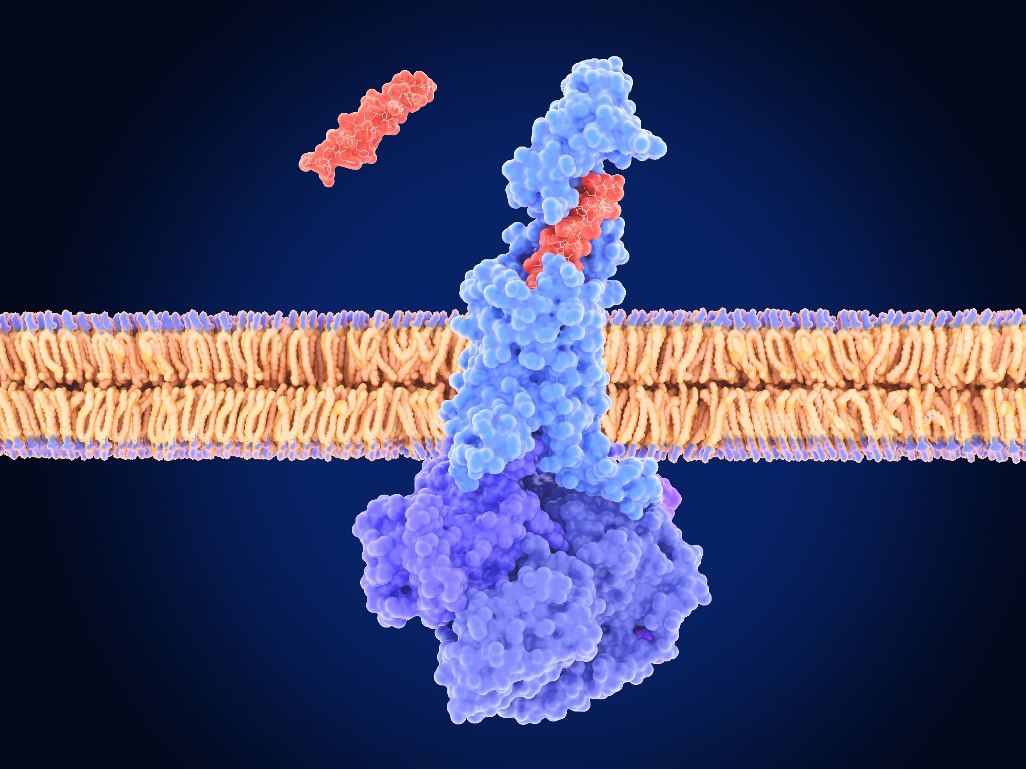 3d illustration: tirzepatide is an agonist of the glucagon like peptide-1 receptor (GLPr)  a G protein–coupled receptor (GPCR) that mediates the action of GLP-1.