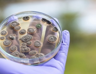 Revive Penicillin’s Power by Exploiting Bacteria’s Hidden Weakness