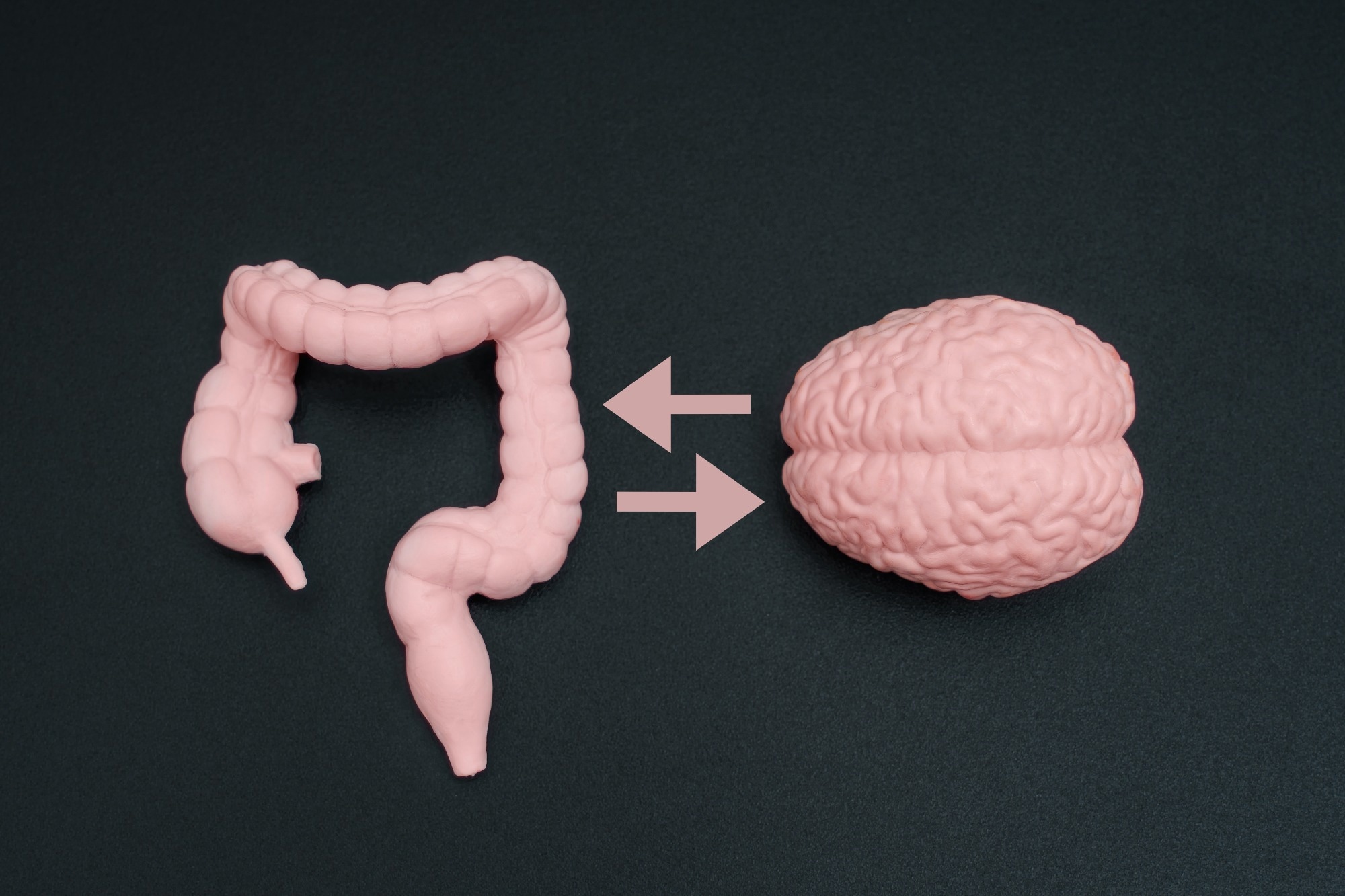 Close-up view of a human gut model and a detailed brain figurine isolated on black background with bilateral arrows. Brain and stomach interconnection concept.