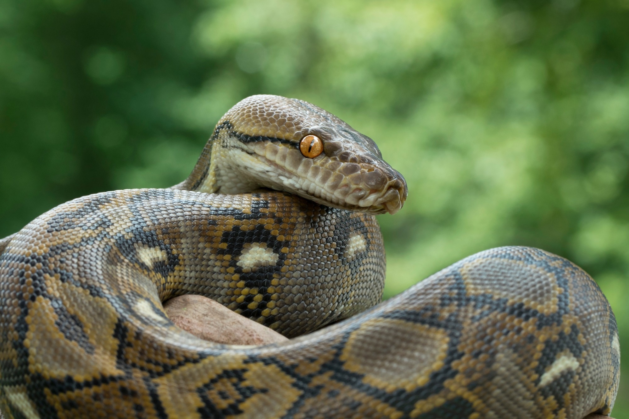 Reticulated Python Snake