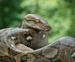 A Python-Inspired Molecule Suppresses Appetite After Eating