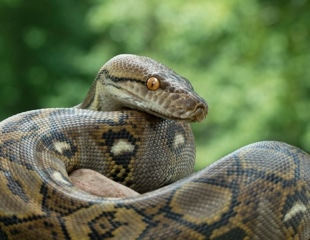 A Python-Inspired Molecule Suppresses Appetite After Eating
