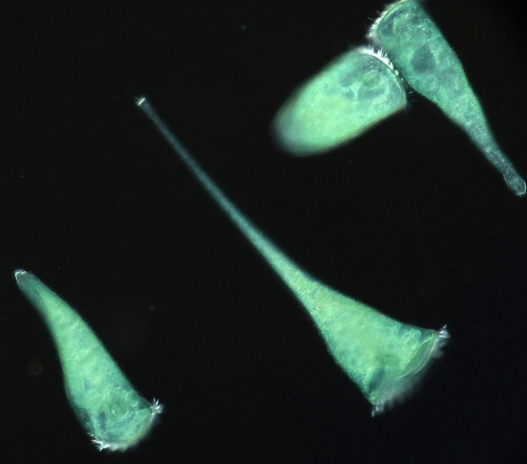 Microorganisms Use Body Shape to Navigate and Anchor in Corners