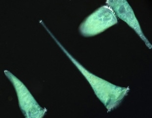 A Single-Celled Organism Uses Geometry To Sense Its World