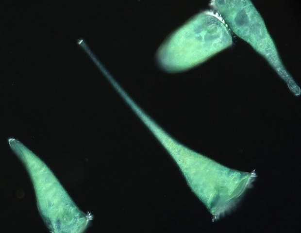 A Single-Celled Organism Uses Geometry To Sense Its World