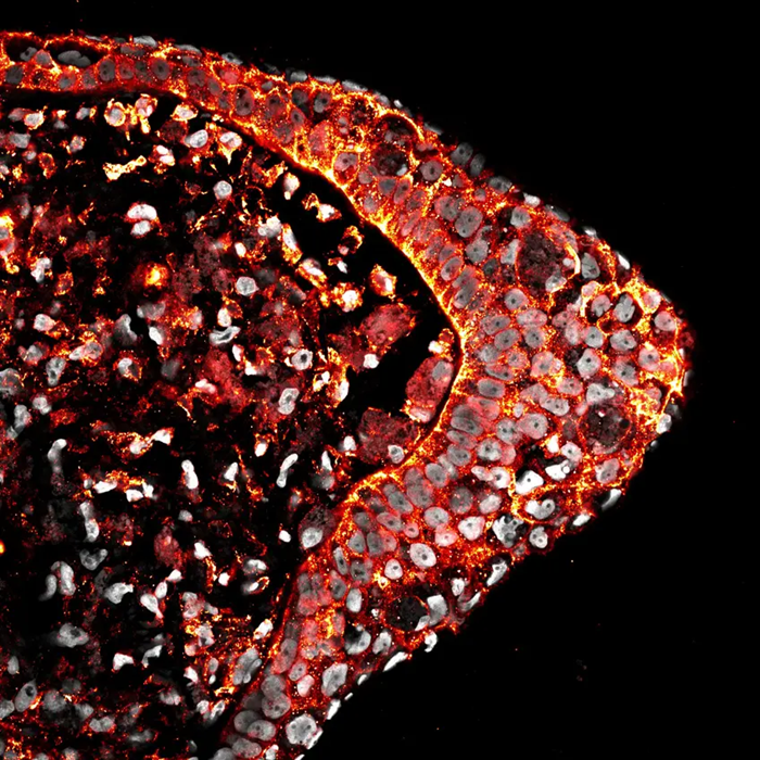 Low Oxygen Triggers Latent Regenerative Programs in Embryonic Mouse Limbs