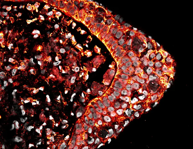 Low Oxygen Triggers Latent Regenerative Programs in Embryonic Mouse Limbs