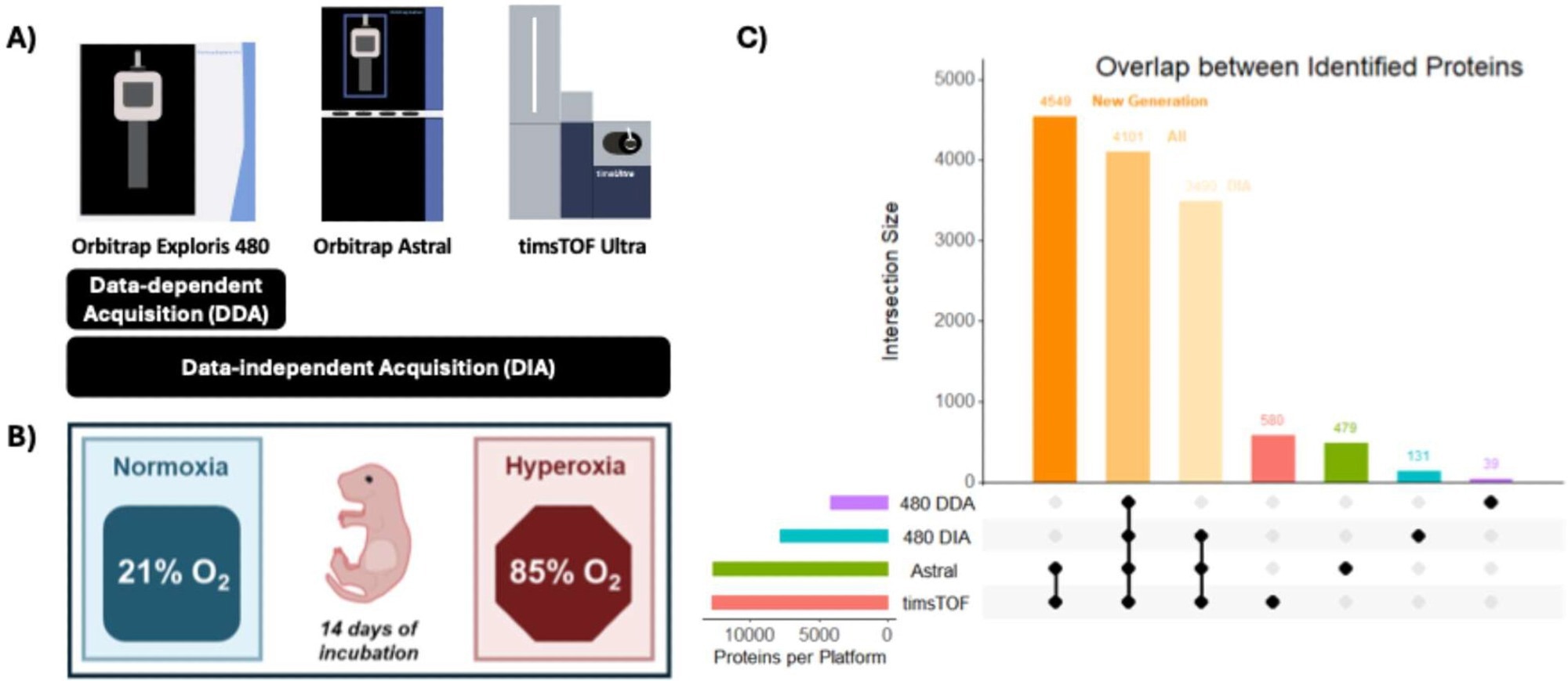 Study scheme and BPD model. (A) Schematic overview of MS instrumentation and data acquisition mode. (B) Mouse pups were incubated for 14 days in either normoxia or hyperoxia conditions. (C) Upset plot highlights the overlap among proteomes from different platforms (Orbitrap Exploris 480 DDA in purple, Orbitrap Exploris 480 DIA in blue, Orbitrap Astral in green, and timsTOF Ultra in coral). Mouse pup illustration (B) was sourced from SciDraw and adapted from Heath Robinson (licensed under a CC-BY 4.0 license).