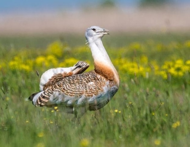 Promiscuity and Parental Behavior in Birds Driven by Demographics, not the Other Way Around